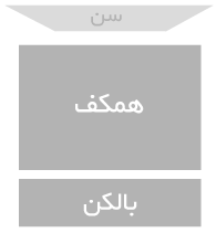 اصلی و کرم تاماشاسی (میانه)